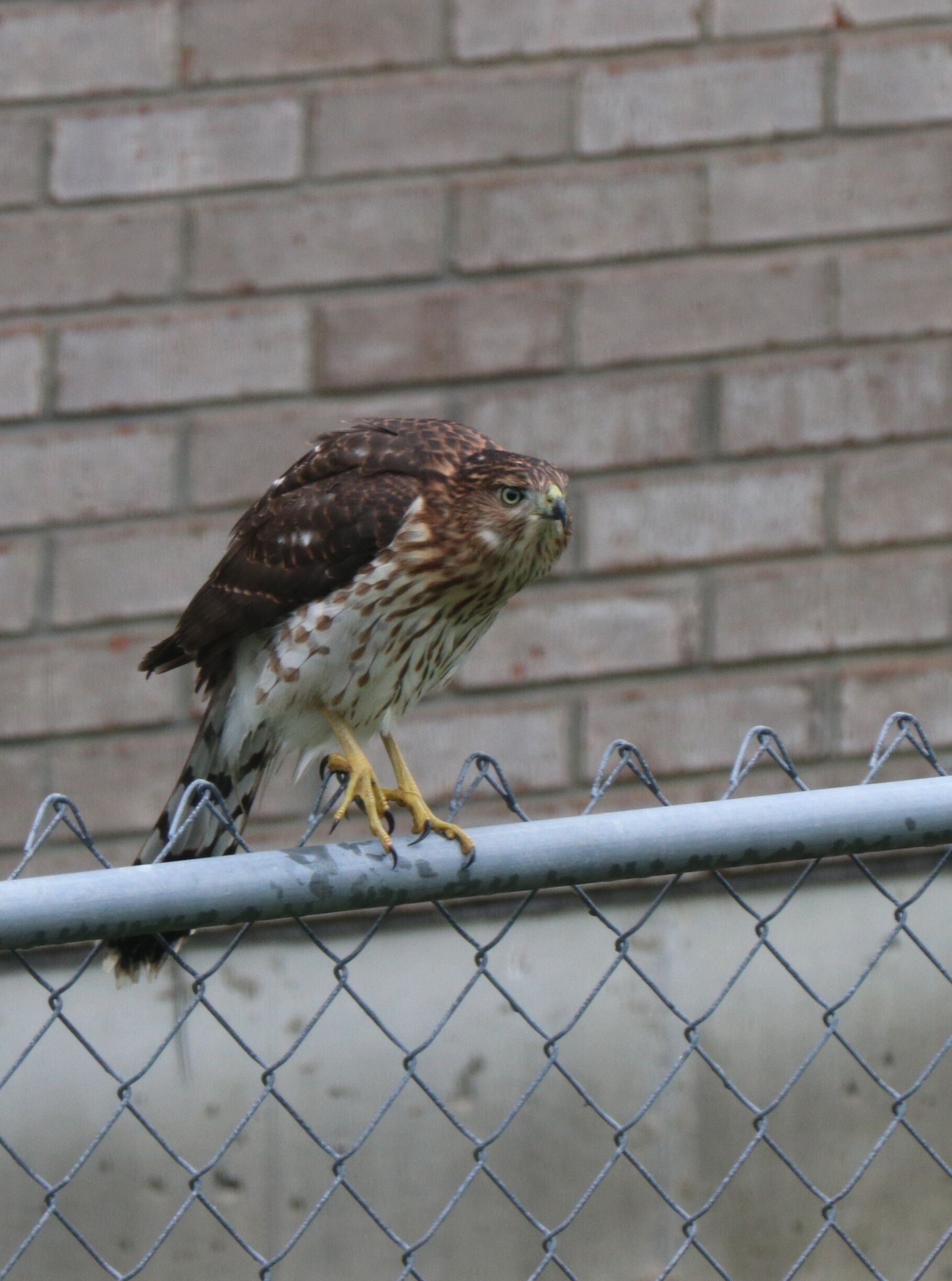 Red Tailed Hawk perched on my backyard fence