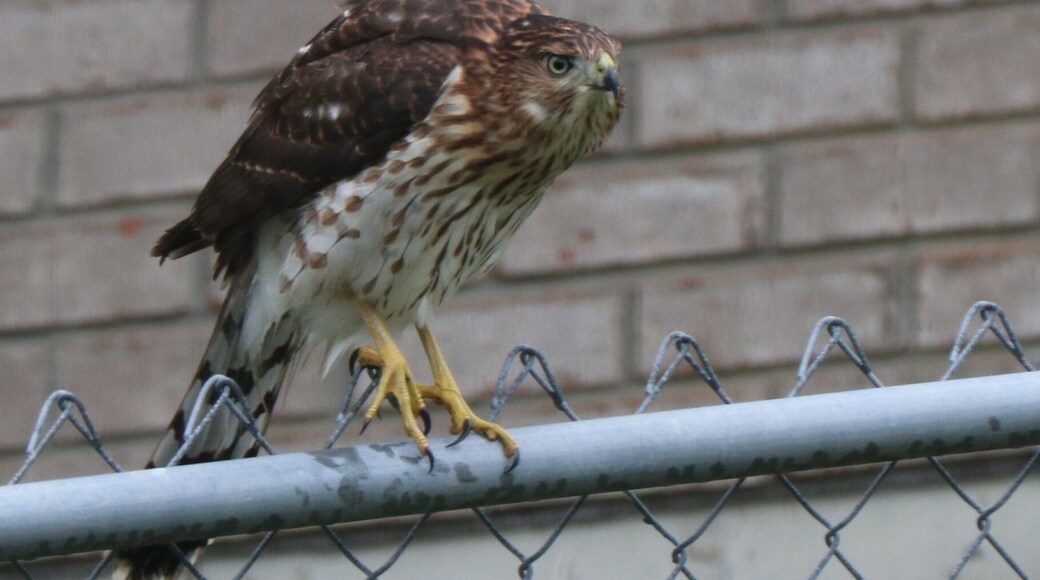 Red Tailed Hawk perched on my backyard fence