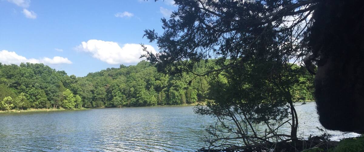 A calm lake surrounded by dense forest and a clear blue sky.