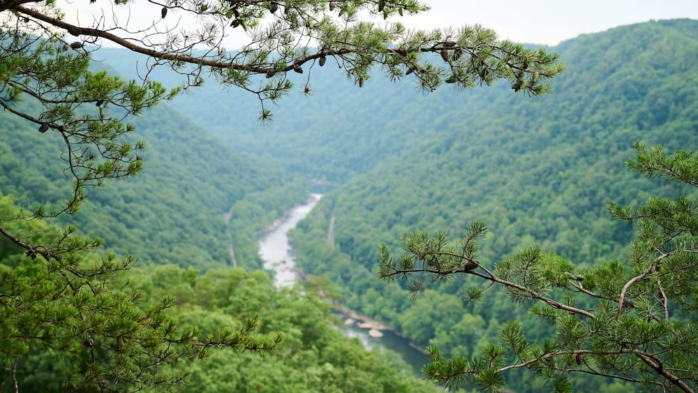 a view of a forested river bend in a valley with pine tree branches in the background