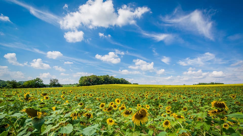 Campo de girasoles bajo un cielo azul con nubes dispersas.