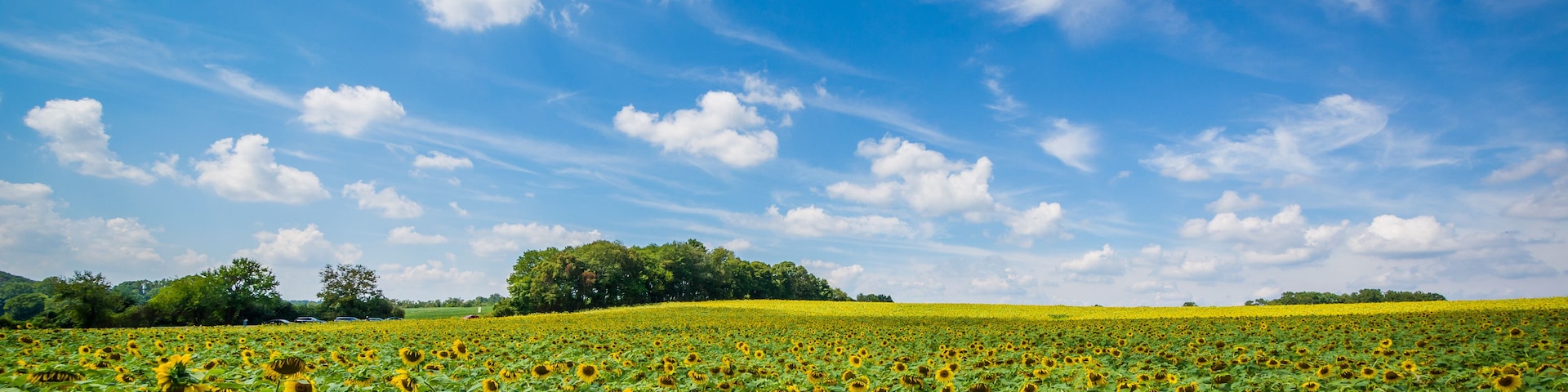 Un champ de tournesols sous un ciel bleu parsemé de nuages.