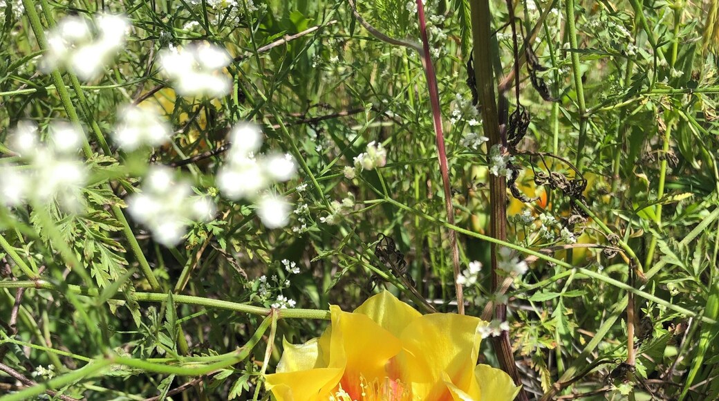 Prickly pear blossoms are a sure sign of spring in north Texas. The cactus is a Texas staple, a symbol of resilience and a delicacy not found in other regions of south.
#Culture photo contest
