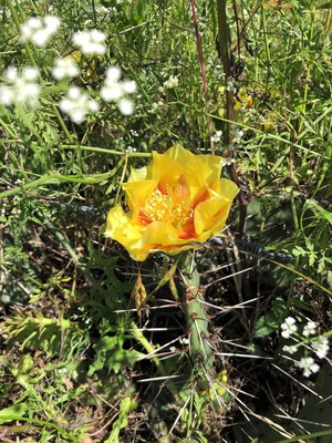 Prickly pear blossoms are a sure sign of spring in north Texas. The cactus is a Texas staple, a symbol of resilience and a delicacy not found in other regions of south. 
#Culture photo contest