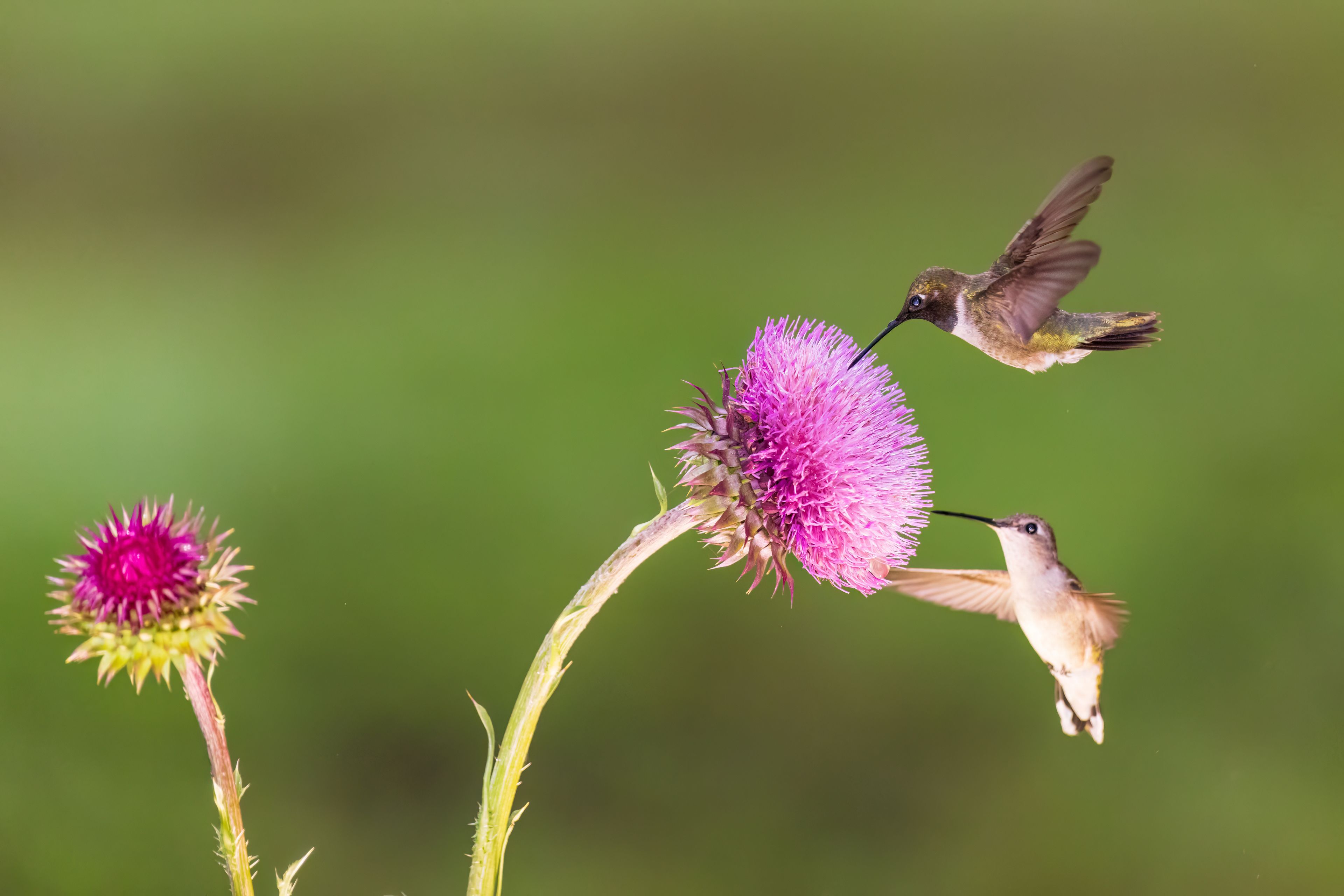 01161-00716 Black-chinned Hummingbird (Archilochus alexandri) male & female feeding on Musk Thistle (Carduus nutans) Kendall Co. TX