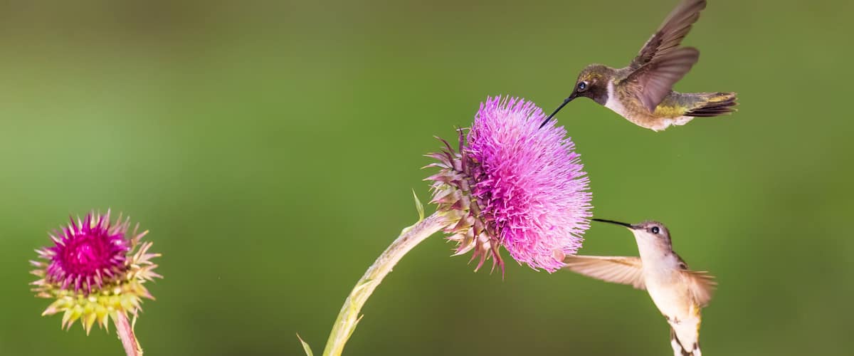 A hummingbird feeding on a pink flower with a blurred green background.