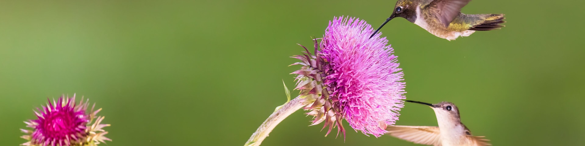 Ein Kolibri saugt Nektar aus einer rosa Blüte vor unscharfem Grün.