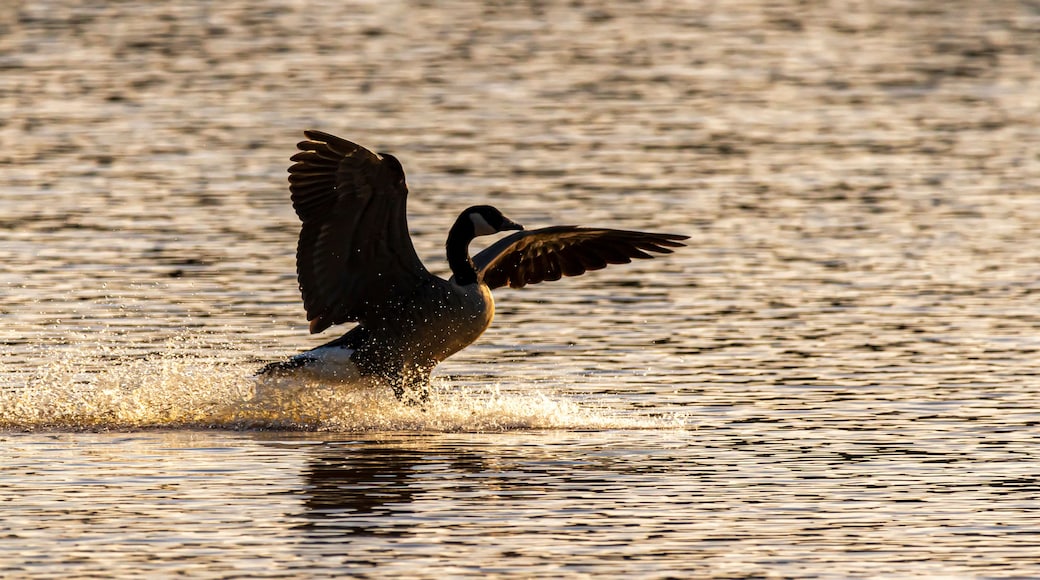 A bird taking off from the water.