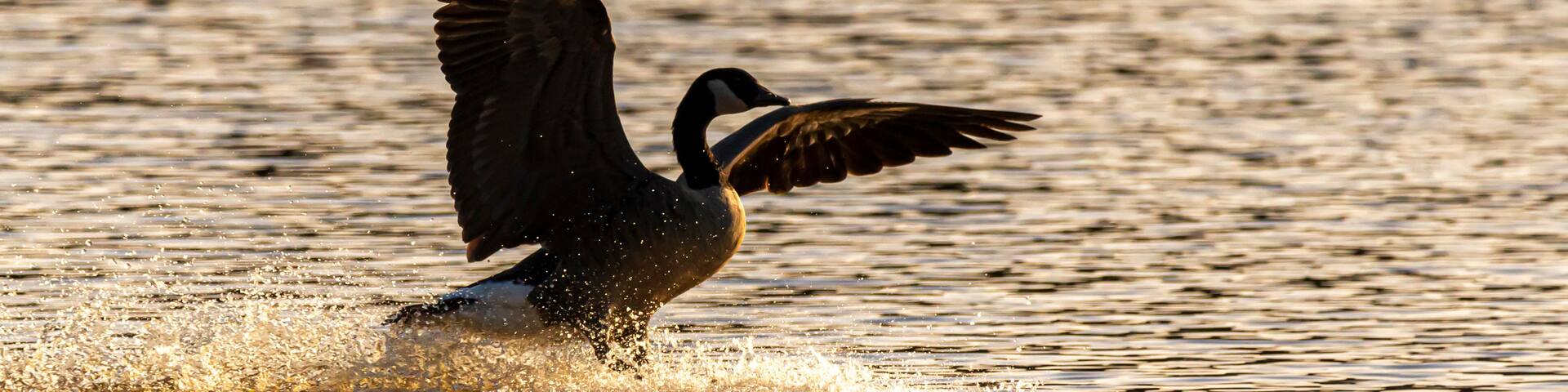 A bird taking off from the water.
