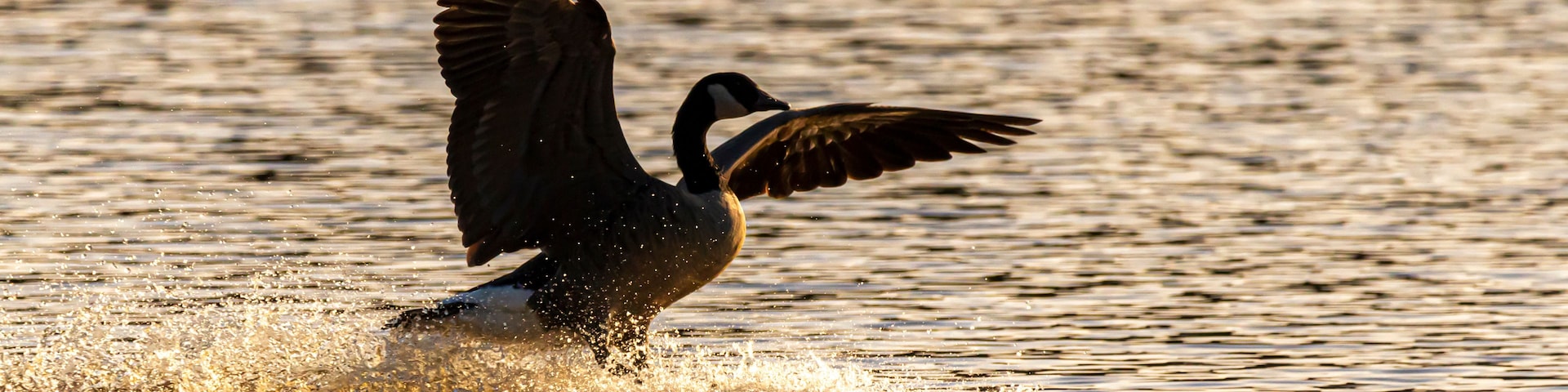 Ein Vogel hebt vom Wasser ab.