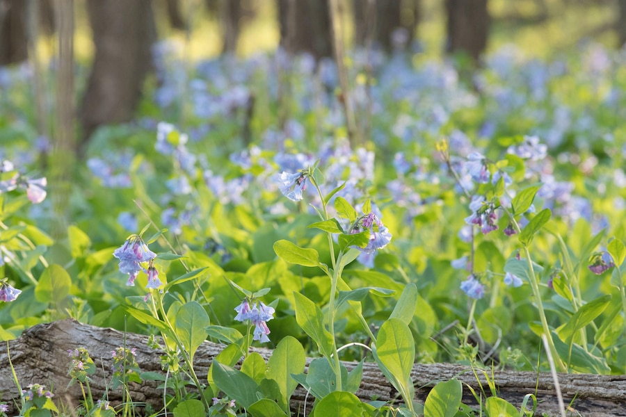 Virginia bluebells bloom on the forest floor of Banshee Reeks Nature Preserve.