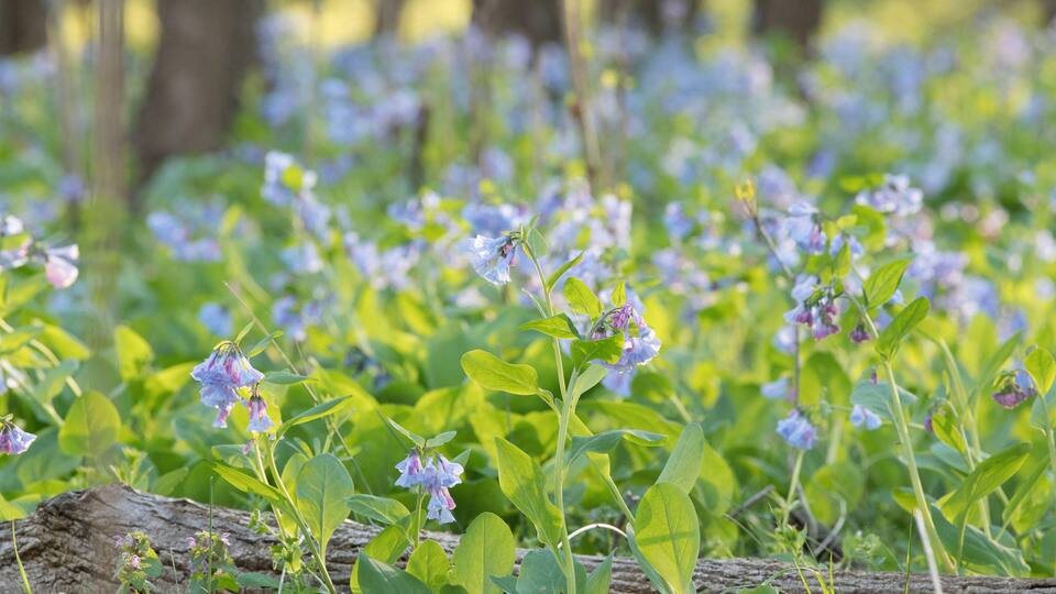 A field of wildflowers with green foliage and a log in the foreground.