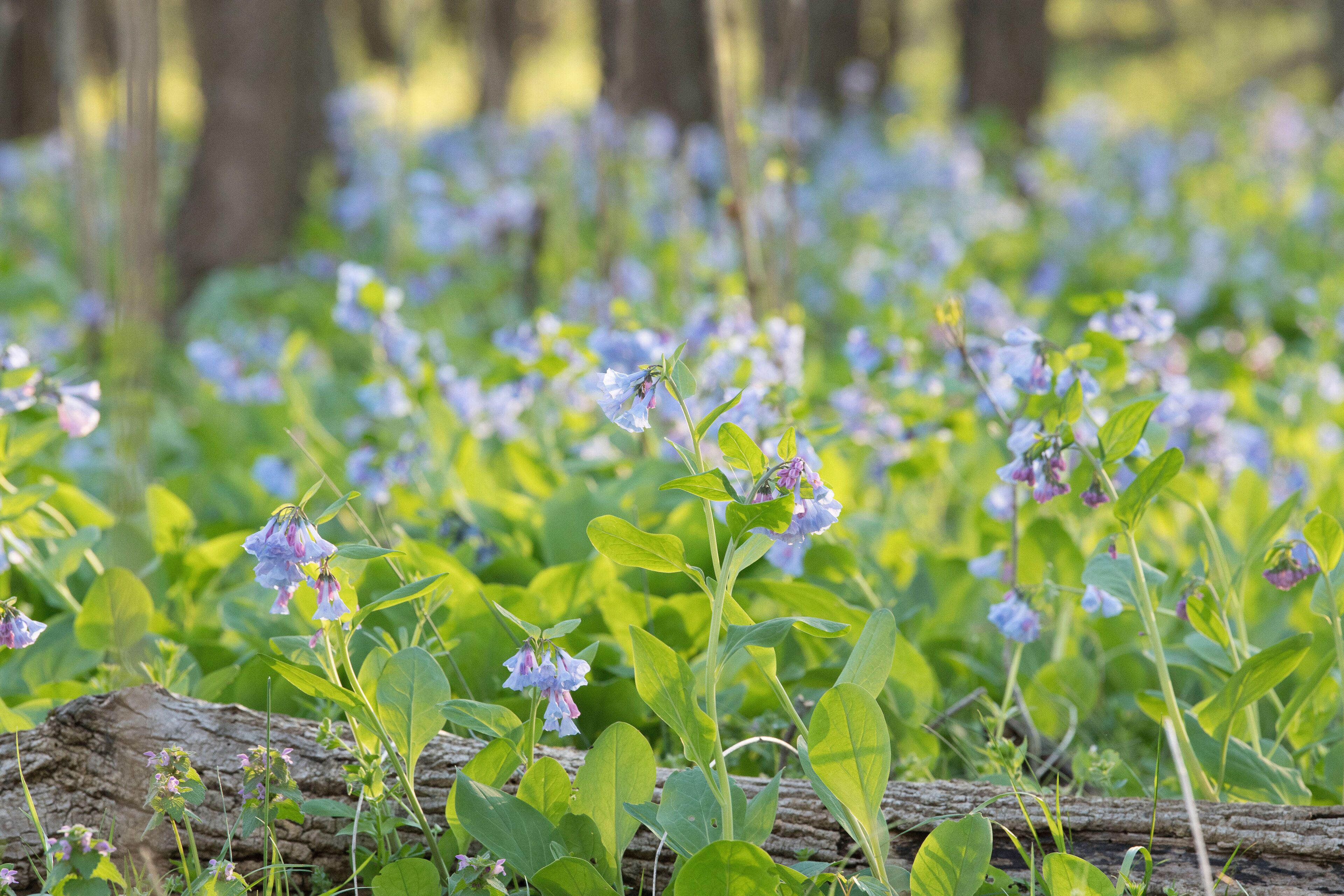 A field of wildflowers with green foliage and a log in the foreground.