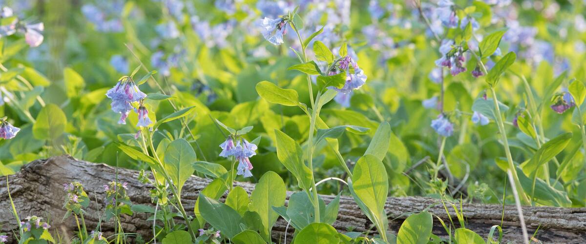 A field of wildflowers with green foliage and a log in the foreground.