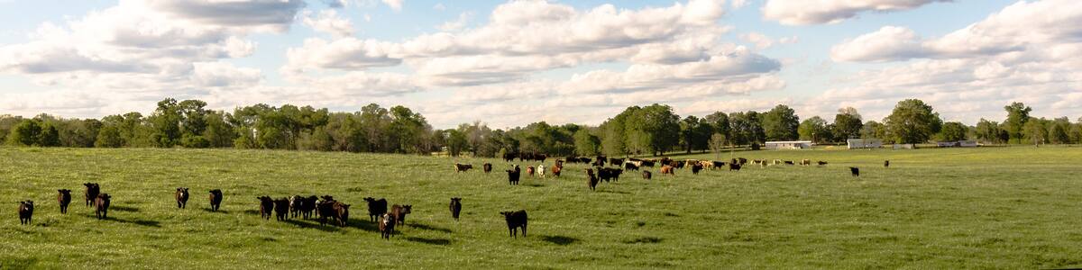 Country panorama of cattle in lush pasture