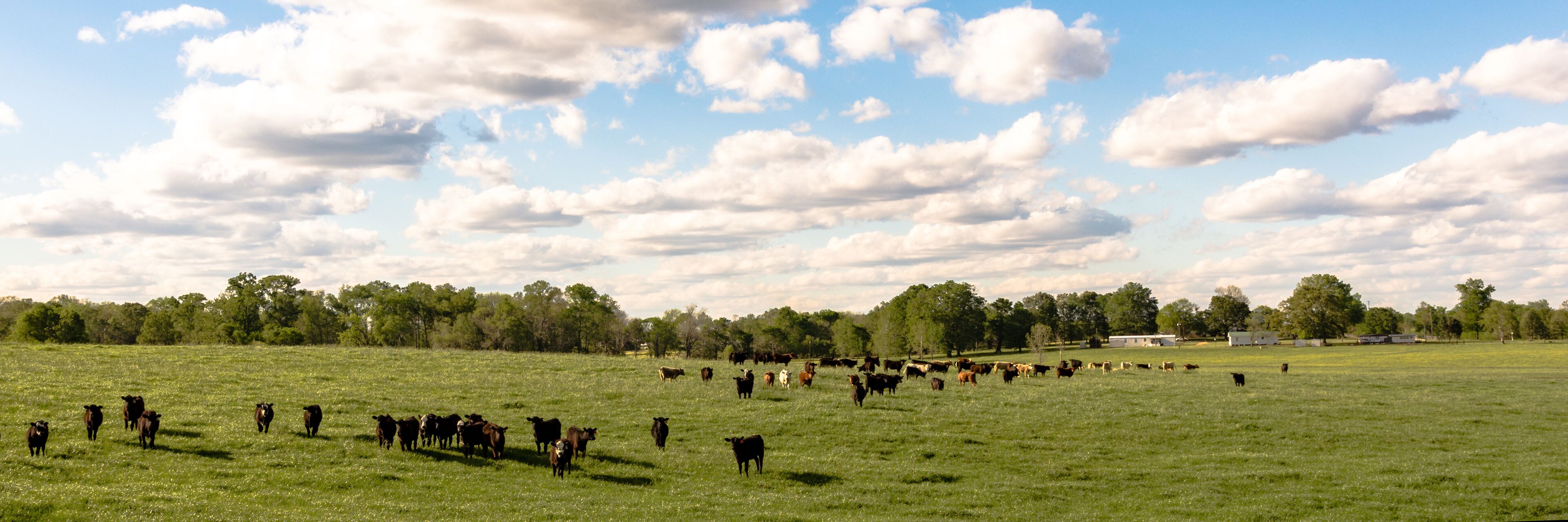 A herd of cattle grazing in a grassy field with trees in the background.