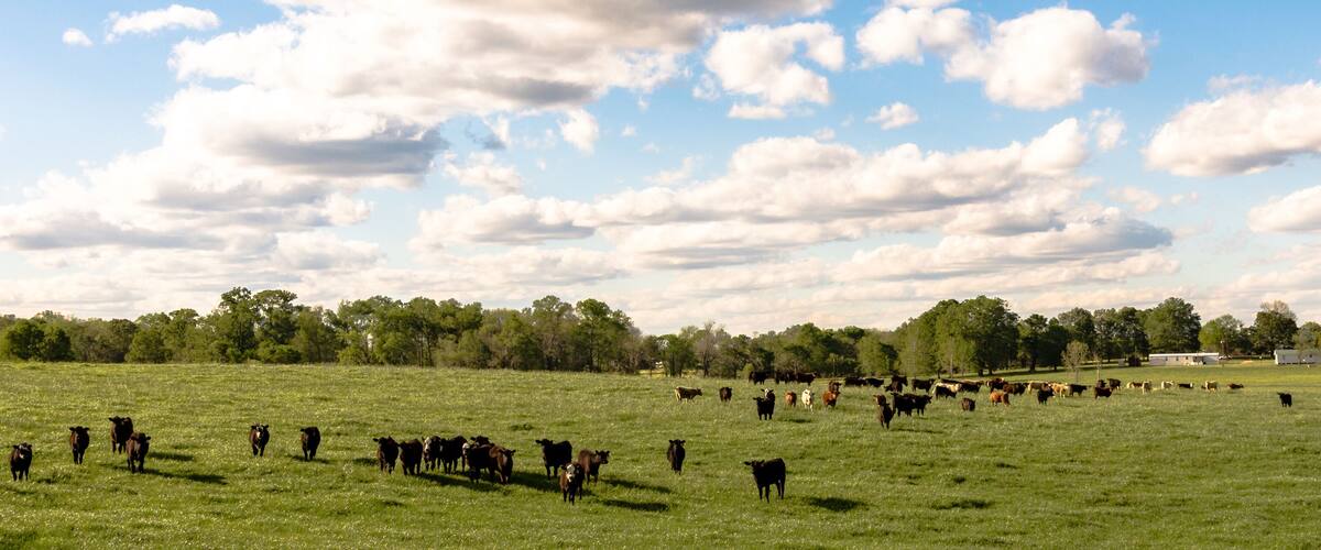 A herd of cattle grazing in a grassy field with trees in the background.