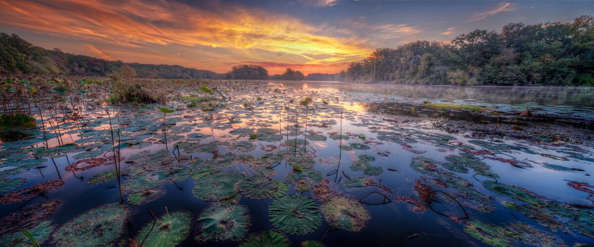 A sunset over a calm water body with lily pads and surrounded by dense forest.
