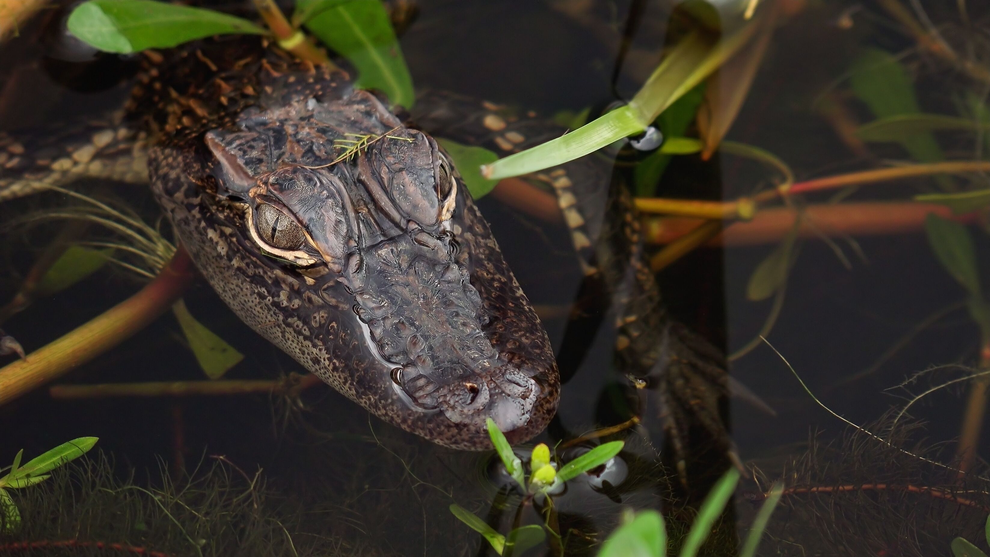 Close-up of baby /  juvenile alligator in Louisiana swamp along Pintail Wildlife Drive at Cameron Prairie National Wildlife Refuge in Louisiana