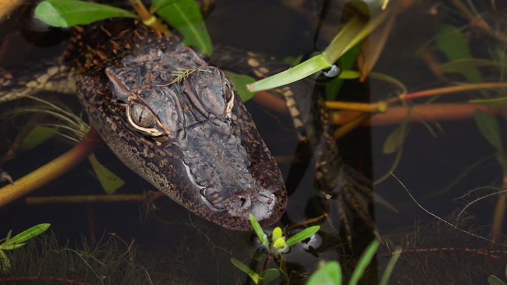 A crocodile in a swampy area with water and vegetation.