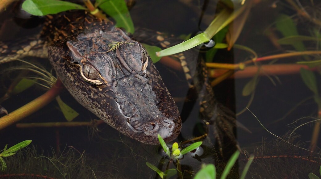 Close-up of baby / juvenile alligator in Louisiana swamp along Pintail Wildlife Drive at Cameron Prairie National Wildlife Refuge in Louisiana