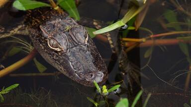 Um crocodilo em uma área pantanosa com água e vegetação.