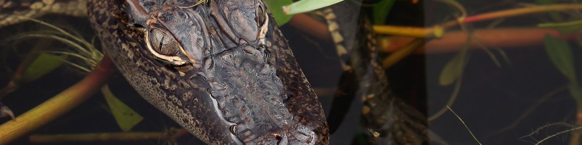 Um crocodilo em uma área pantanosa com água e vegetação.