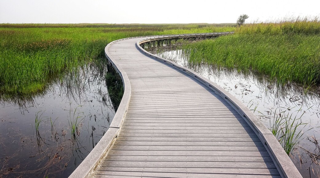 Boardwalk Through Marsh in Sabine National Wildlife Refuge in Louisiana