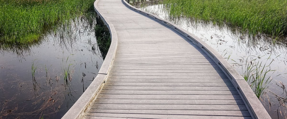 A curved wooden boardwalk through a wetland area with tall grasses.