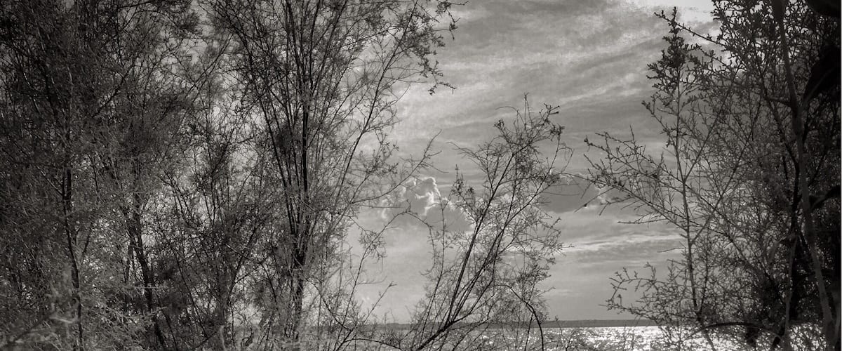 A weathered bench in a natural setting with trees and a body of water in the background.