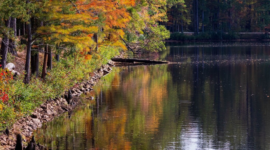 Vertical of a lake surrounded by autumn trees at Cheraw State Park in Chesterfield, South Carolina