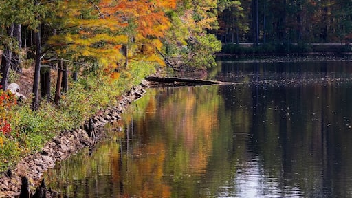 Vertical of a lake surrounded by autumn trees at Cheraw State Park in Chesterfield, South Carolina
