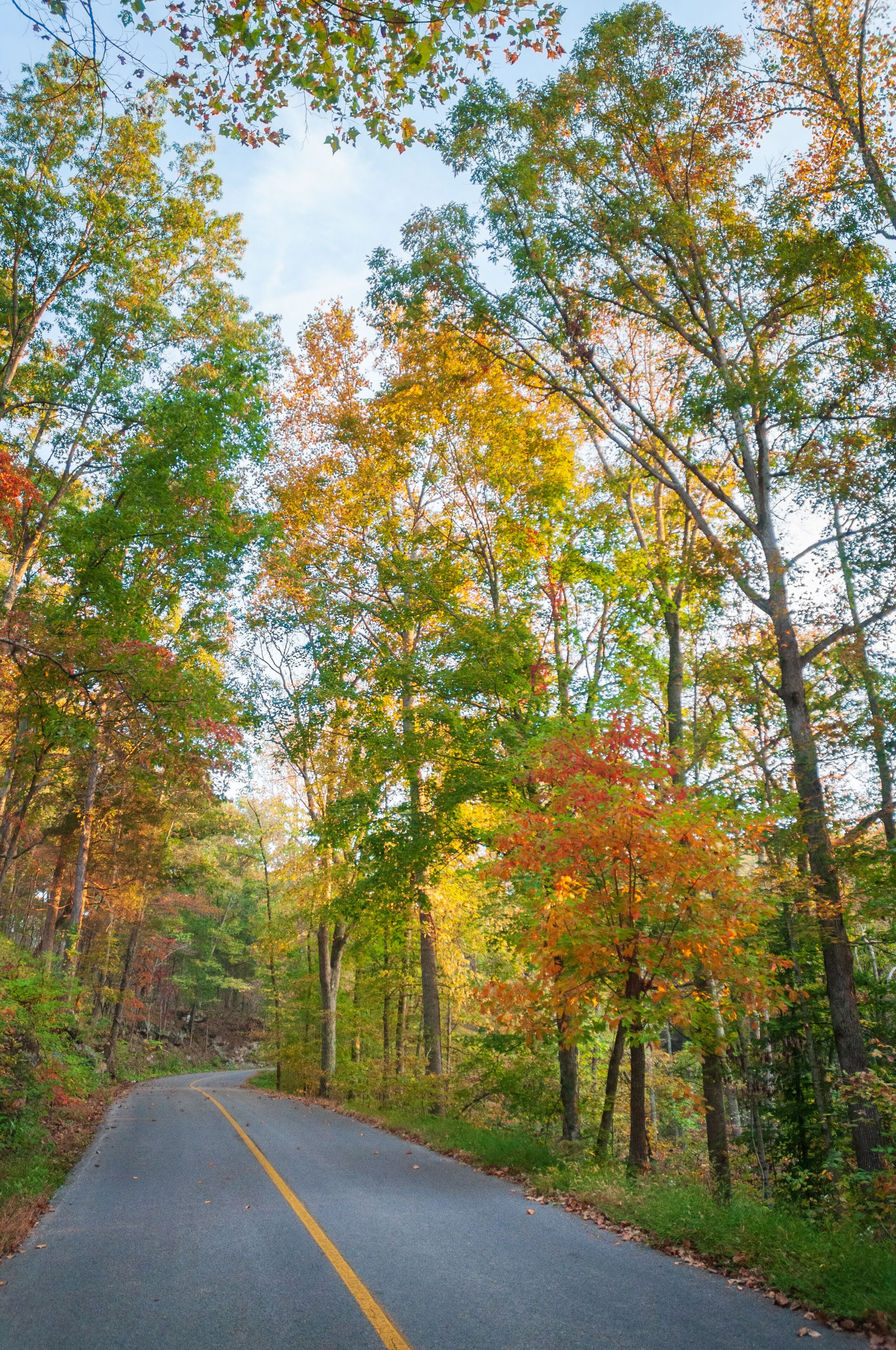 วูดลอว์น