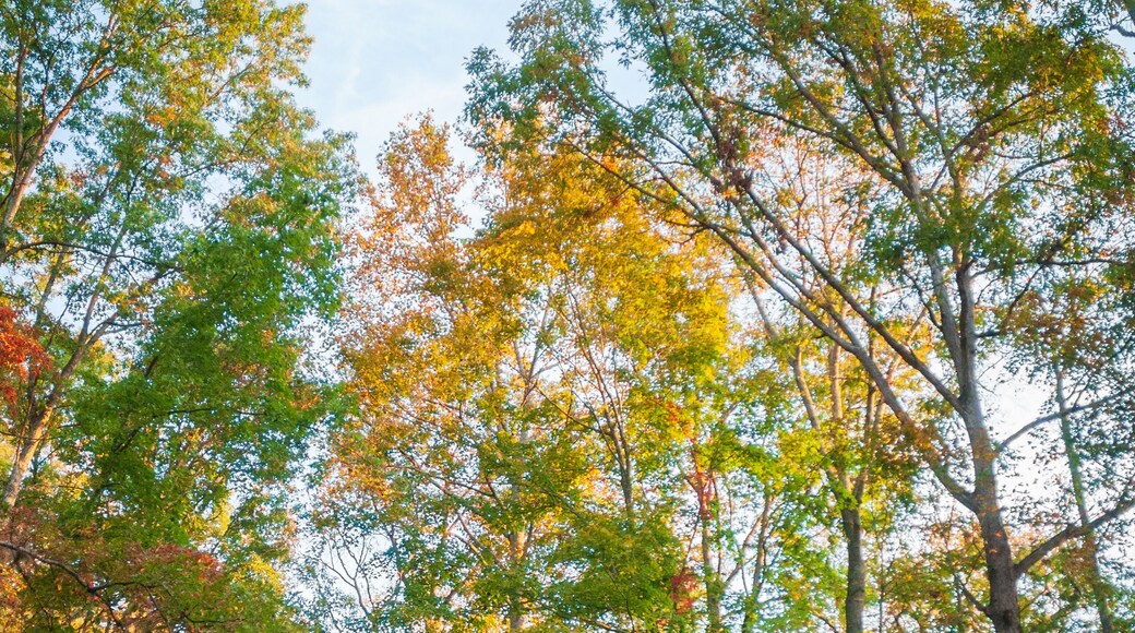 วูดลอว์น