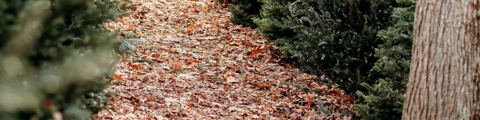 row of green pine Christmas trees at Christmas tree farm