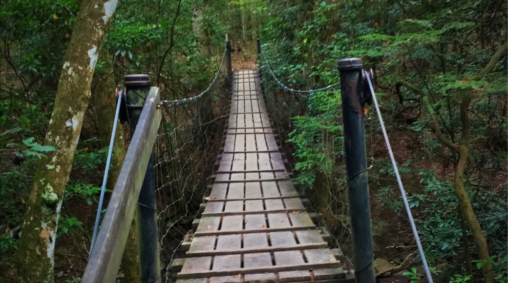 Small swinging bridge crossing Savage Creek on the way to Savage Falls.