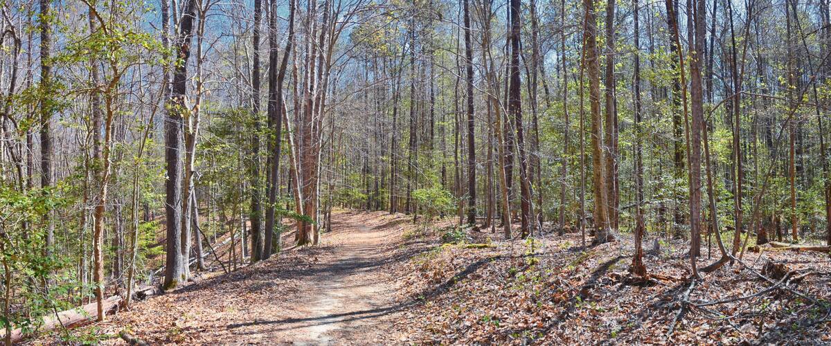 Pocahontas State Park spring forest hiking trail views, Richmond, Virginia, United States.