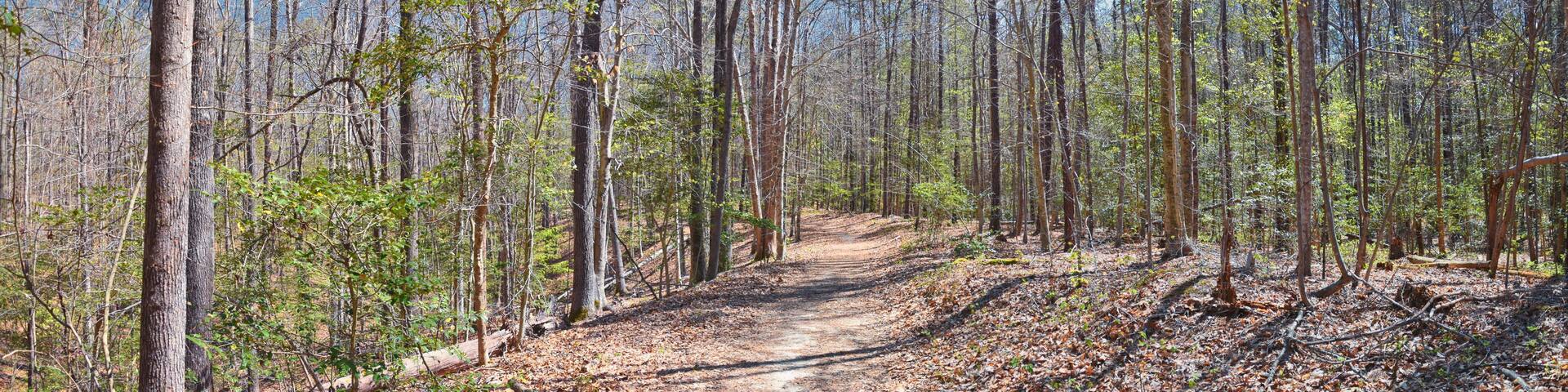A forested trail with tall trees and a dirt path.