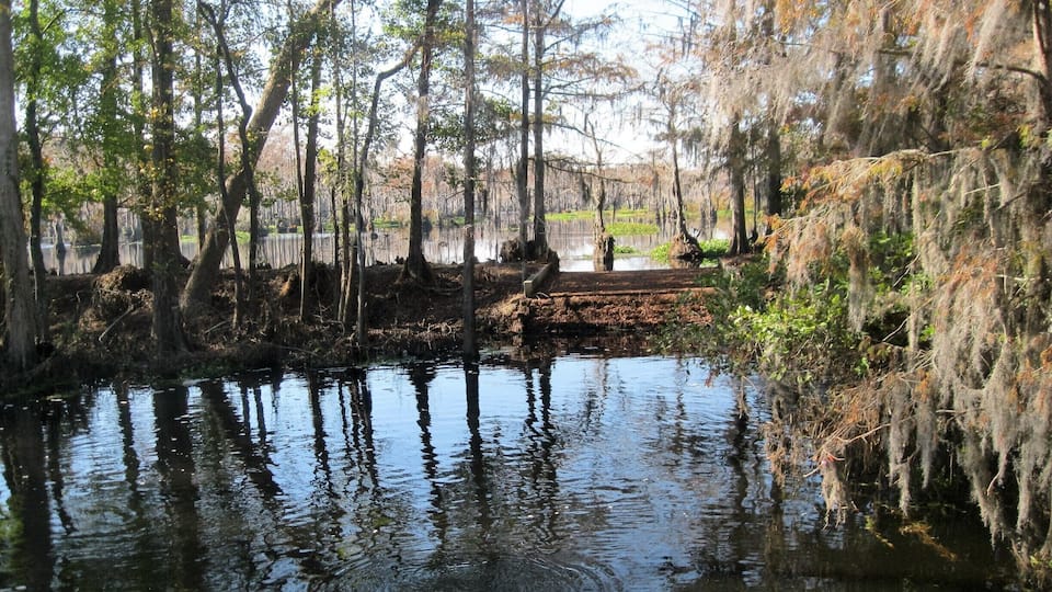 A calm water body surrounded by trees with Spanish moss.