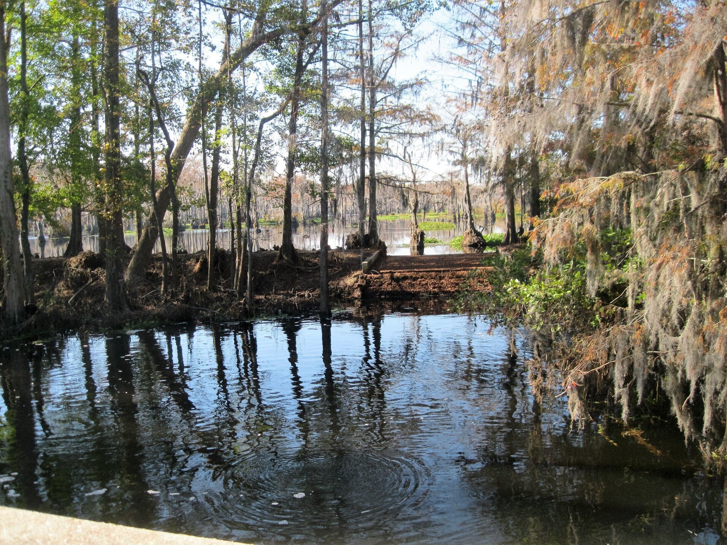 A calm water body surrounded by trees with Spanish moss.