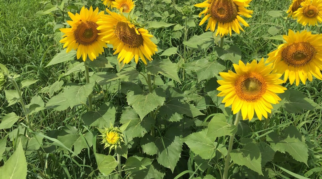 Sunflower field along the US 70 on the drive between New Bern and Raleigh - see map for pinpointed spot.