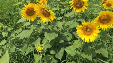 Sunflower field along the US 70 on the drive between New Bern and Raleigh - see map for pinpointed spot.