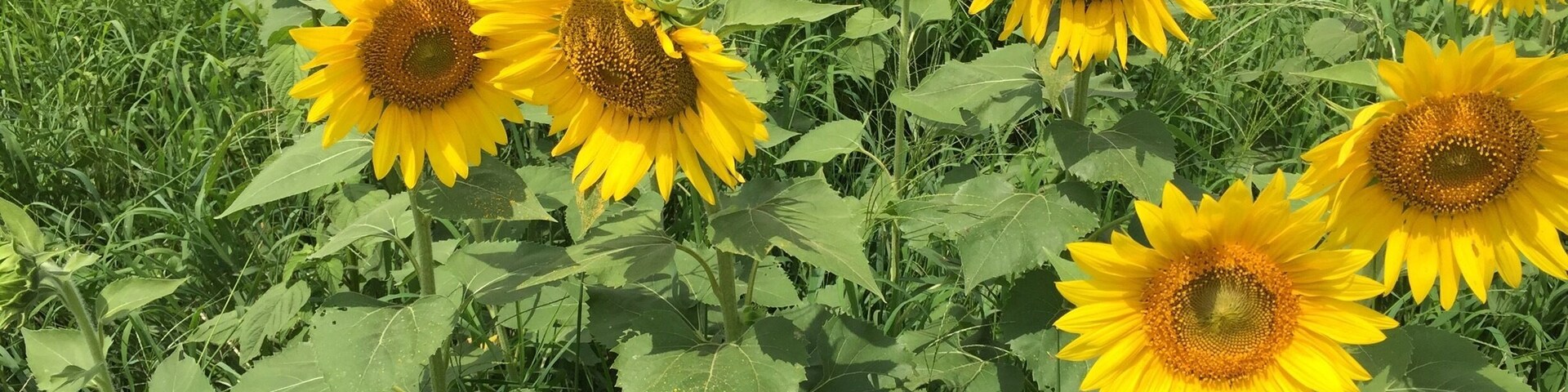 Sunflower field along the US 70 on the drive between New Bern and Raleigh - see map for pinpointed spot.