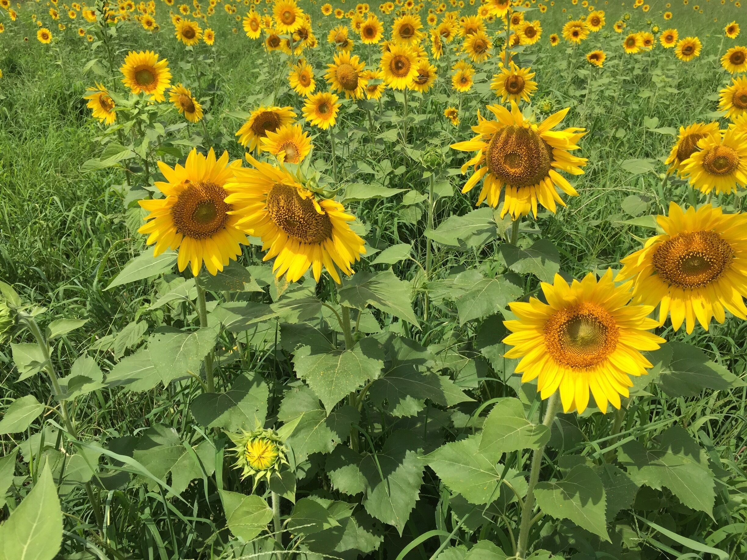 A field of sunflowers with green foliage and a clear sky.