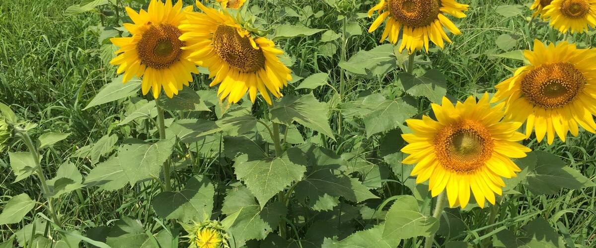 A field of sunflowers with green foliage and a clear sky.