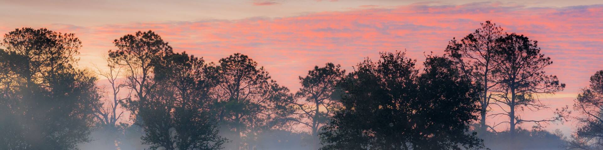 A serene landscape with trees silhouetted against a pink and orange sky, reflecting in a calm body of water.