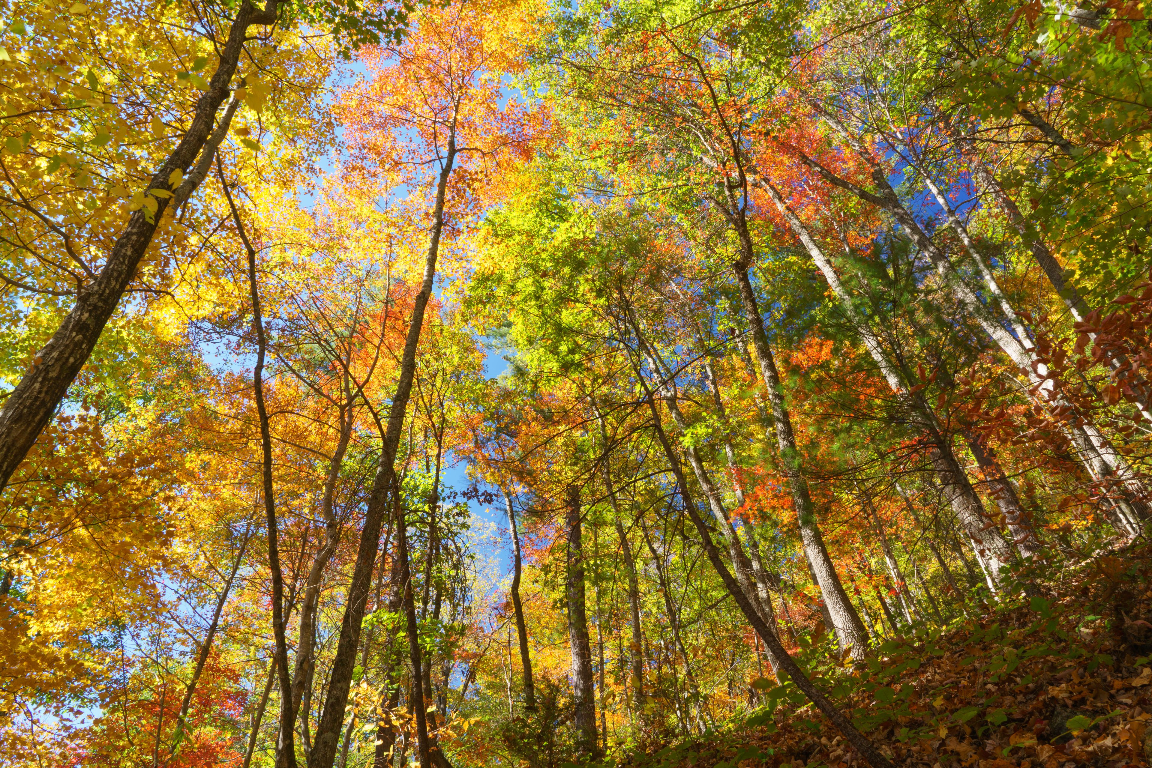 Fall at South Mountains State Park