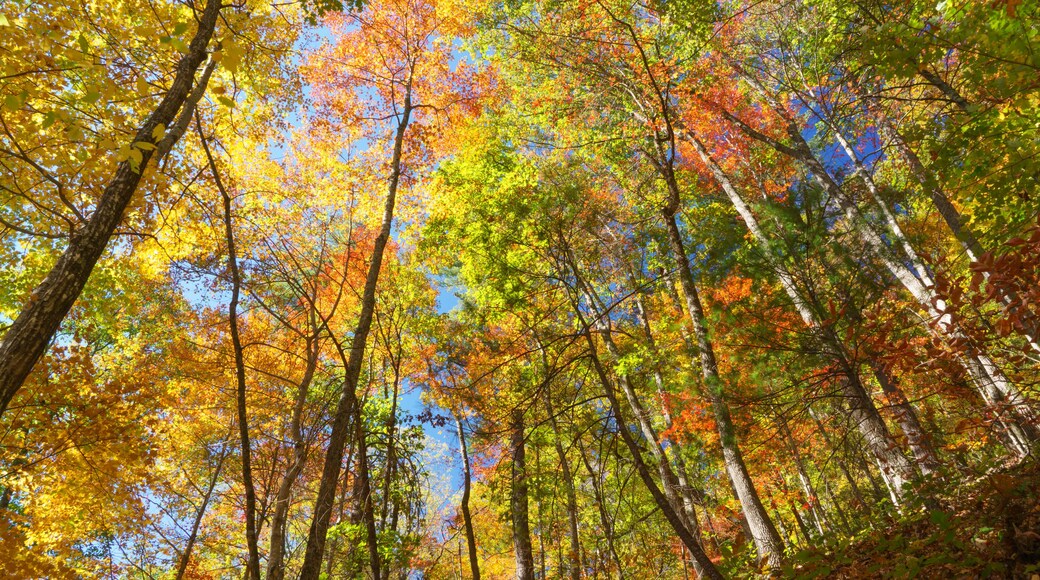 Un bosque tupido con árboles altos y una variedad de hojas otoñales en tonos de amarillo, naranja y verde.