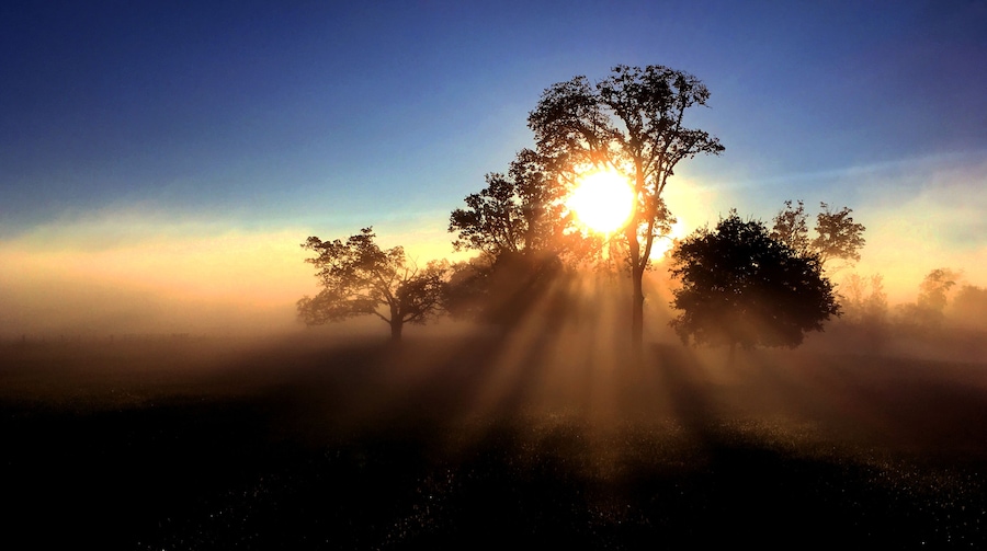 Een boom in silhouet voor een zonsopkomst, met lichtstralen.
