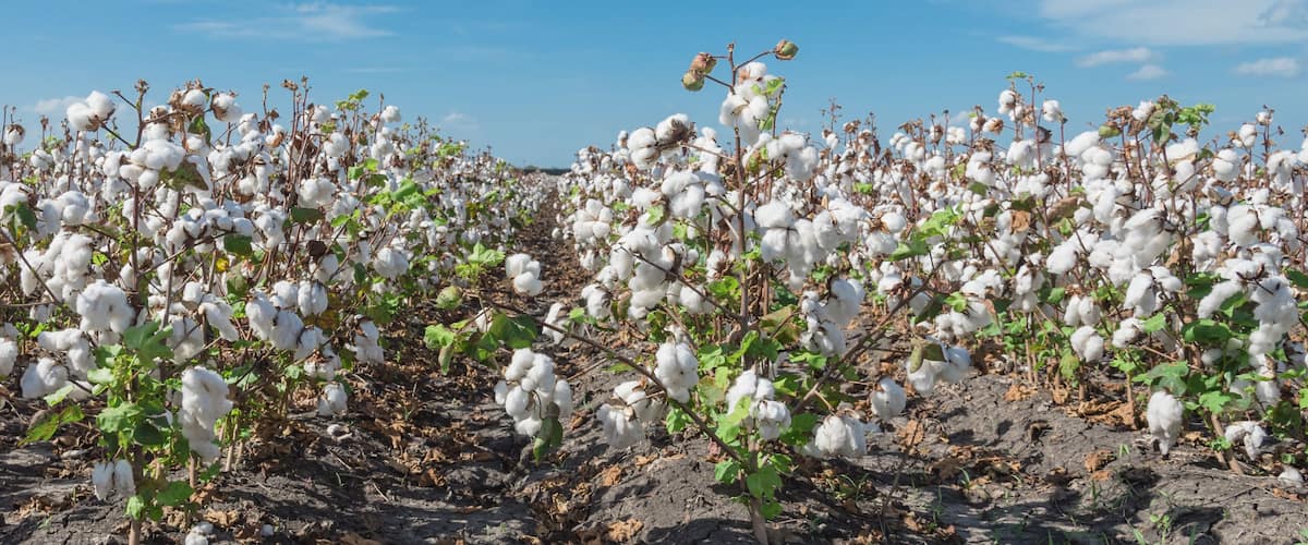 Un champ de coton où les capsules de coton sont arrivées à maturité.